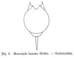 Lecane hamata