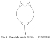Lecane hamata