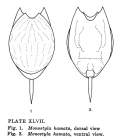 Lecane hamata