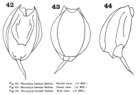 Lecane hamata