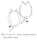 Lecane hamata