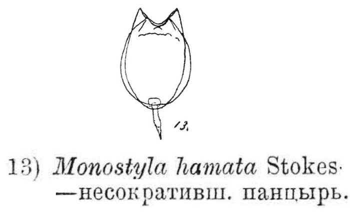 Lecane hamata Lecane hamata