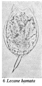 Lecane hamata