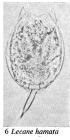Lecane hamata