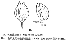 Lecane hamata