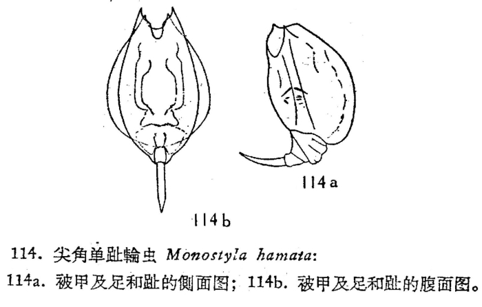 Lecane hamata Lecane hamata