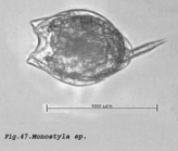 Lecane hamata