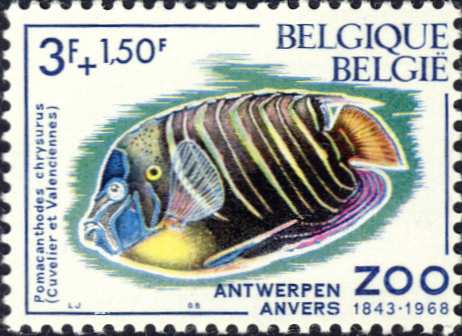 Pomacanthodes chrysurus Pomacanthodes chrysurus