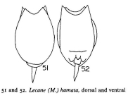 Lecane hamata