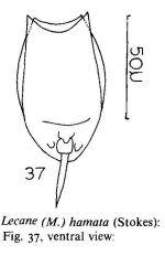 Lecane hamata