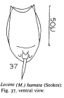 Lecane hamata