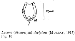 Lecane hamata