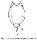 Lecane hamata