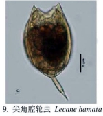 Lecane hamata
