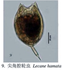 Lecane hamata