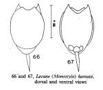 Lecane hamata