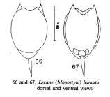 Lecane hamata