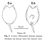 Lecane hamata