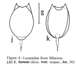 Lecane hamata