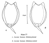 Lecane hamata