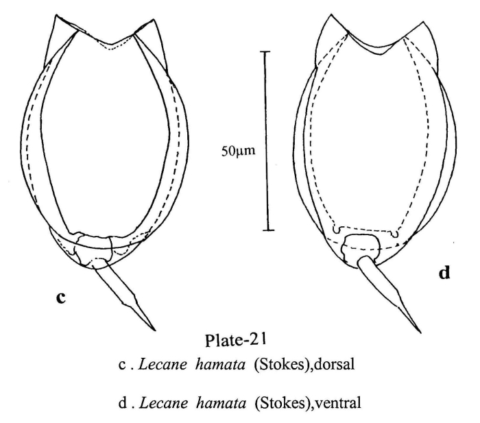 Lecane hamata Lecane hamata