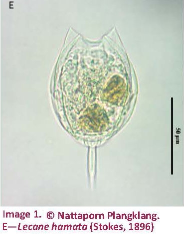 Lecane hamata