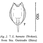 Lecane hamata
