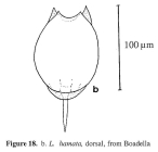 Lecane hamata
