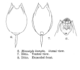 Lecane hamata