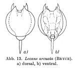 Lecane hamata f. arcuata