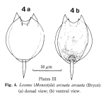 Lecane hamata f. arcuata