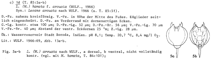 Lecane hamata f. arcuata - Original description image