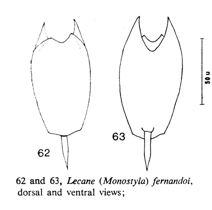 Lecane hamata f. fernandoi - Original description image