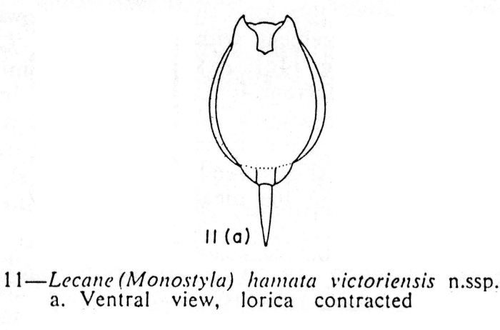 Lecane hamata victoriensis - Original description image
