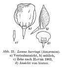 Lecane harringi