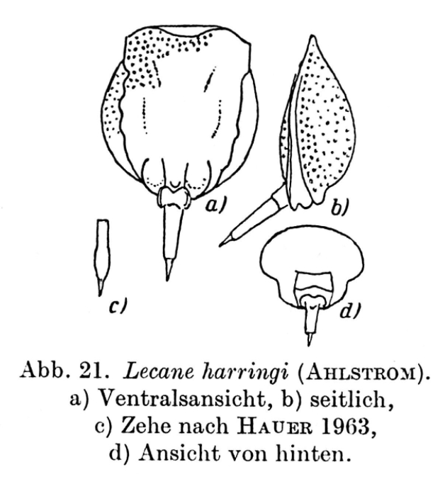 Lecane harringi