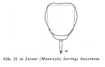 Lecane harringi