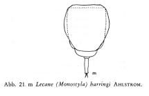 Lecane harringi