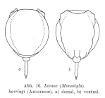 Lecane harringi