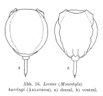 Lecane harringi