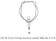 Lecane harringi