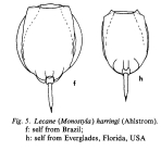 Lecane harringi
