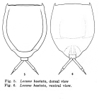 Lecane hastata