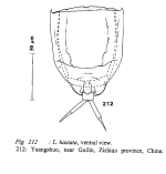 Lecane hastata