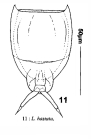 Lecane hastata