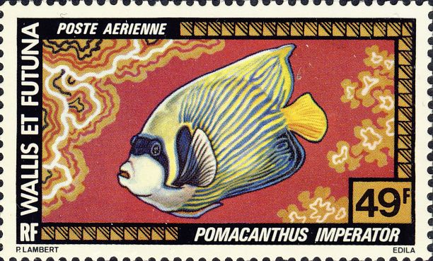 Pomacanthus imperator Pomacanthus imperator