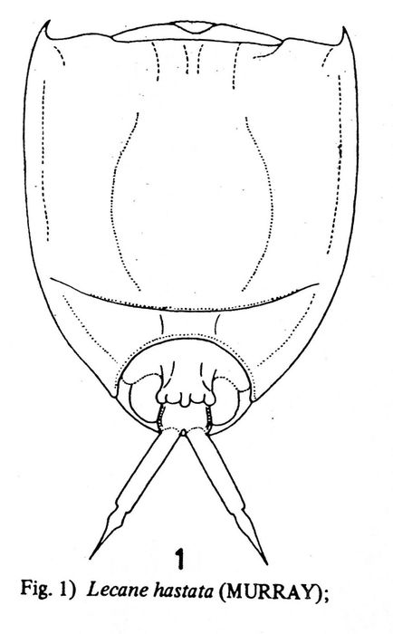 Lecane hastata