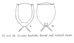 Lecane hastata
