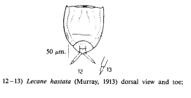 Lecane hastata