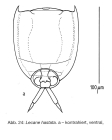 Lecane hastata